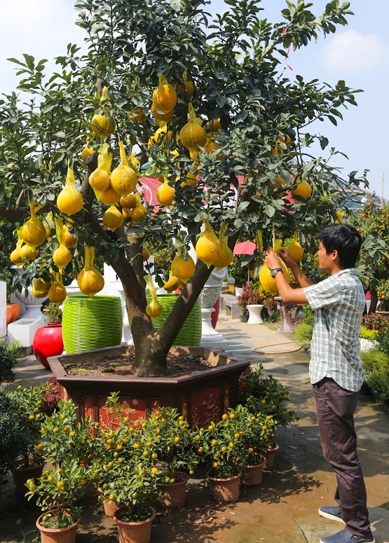 Bưởi Diễn 50 triệu đồng một cây bán trên vỉa hè Sài Gòn